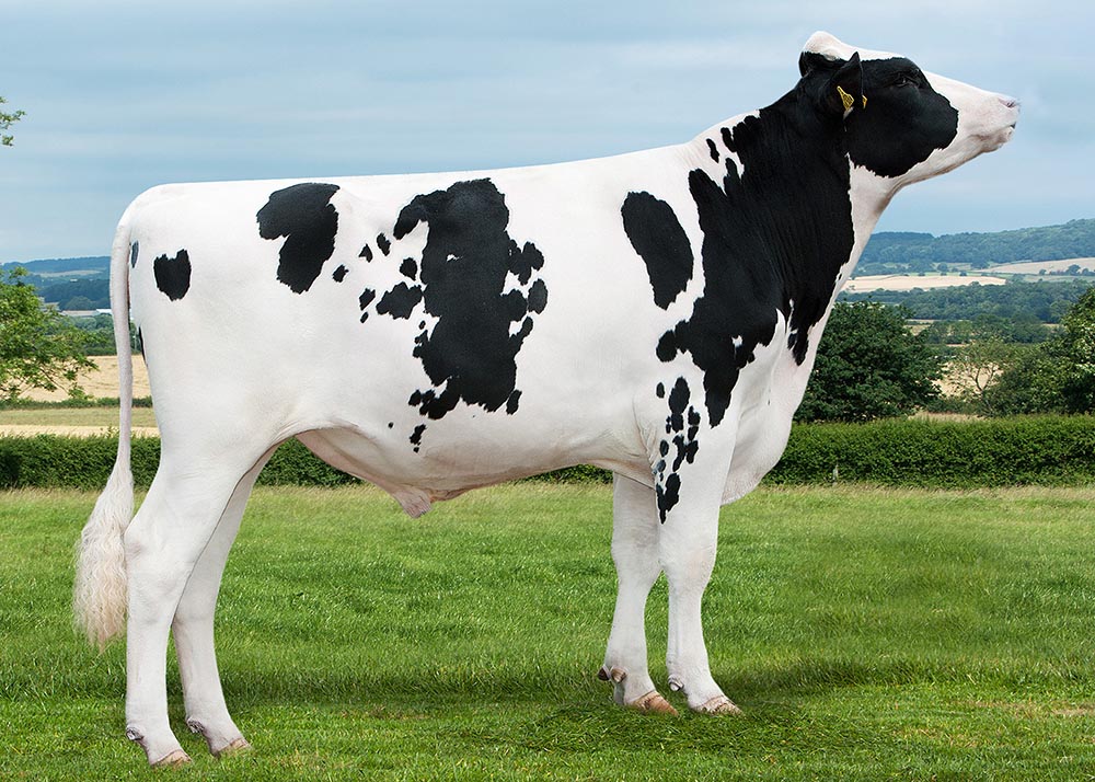 top beef cattle r2