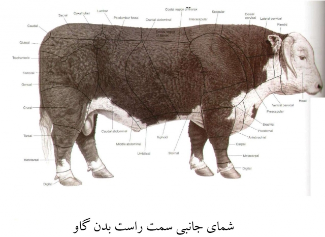 آناتومی گاو