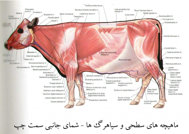 آناتومی گاو