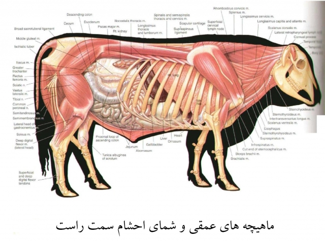 آناتومی گاو