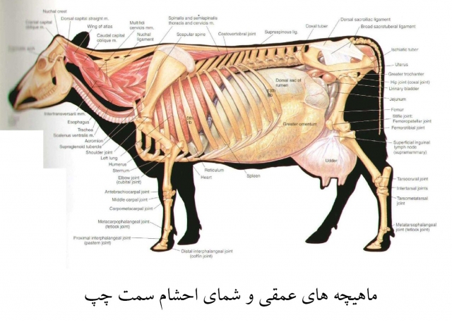 آناتومی گاو