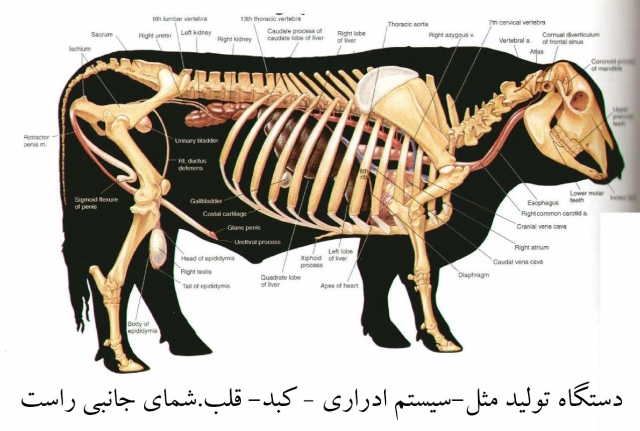 آناتومی گاو