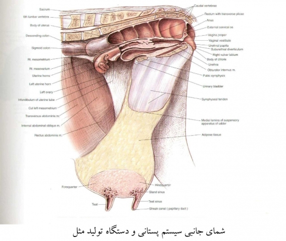 آناتومی گاو