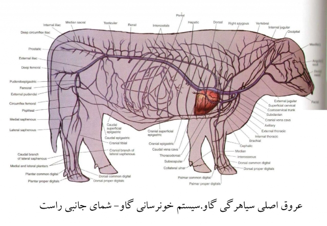 آناتومی گاو