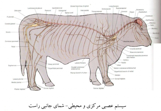 آناتومی گاو