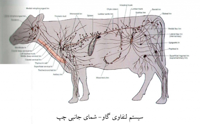 آناتومی گاو