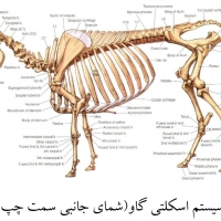 آناتومی گاو