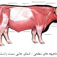 آناتومی گاو