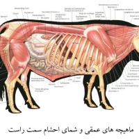 آناتومی گاو