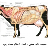 آناتومی گاو