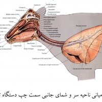 آناتومی گاو
