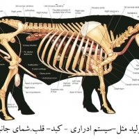 آناتومی گاو