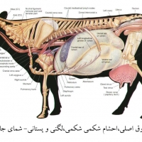 آناتومی گاو
