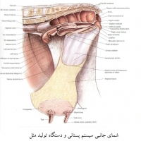 آناتومی گاو