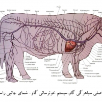 آناتومی گاو