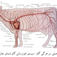آناتومی گاو