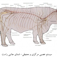 آناتومی گاو