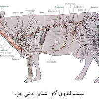آناتومی گاو