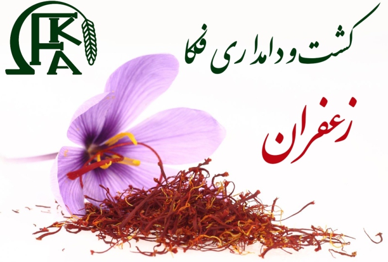zaferan